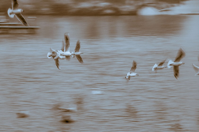 Annecy mouettes